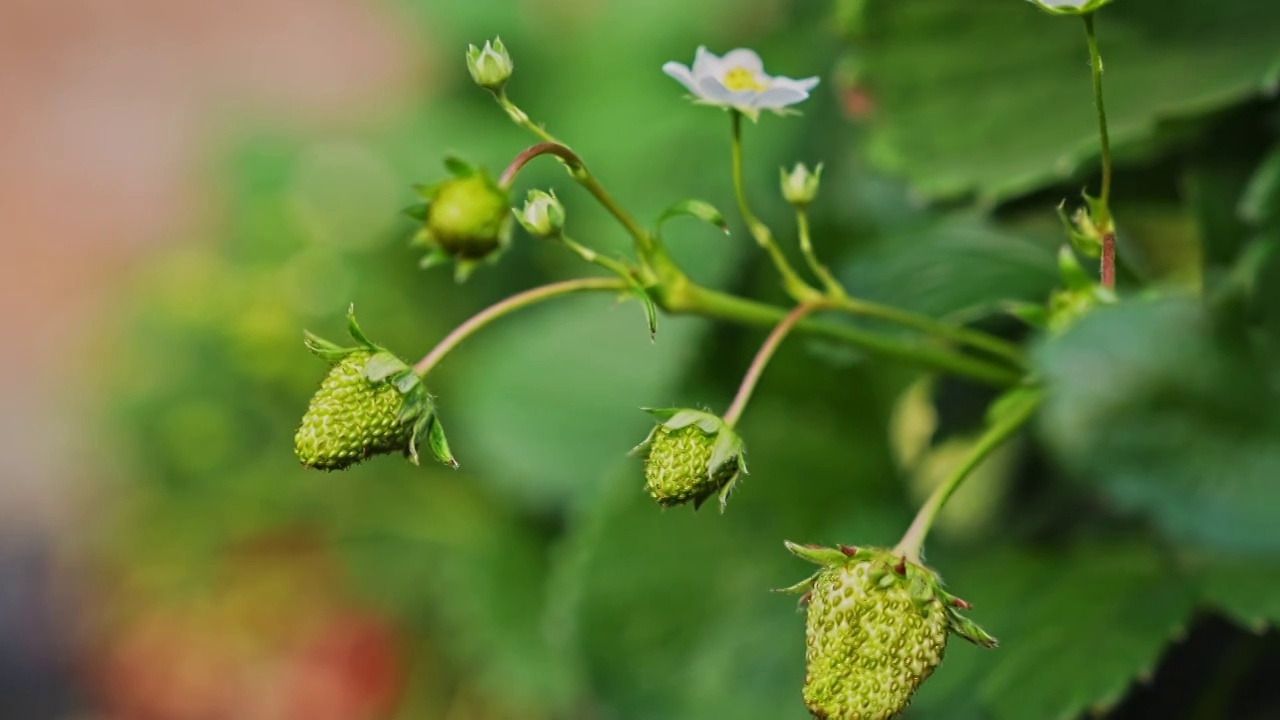 草莓种植大棚视频素材