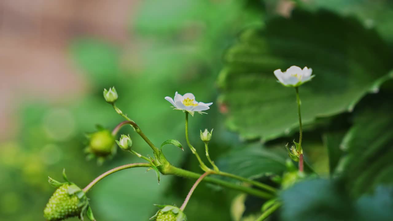 草莓种植大棚视频素材