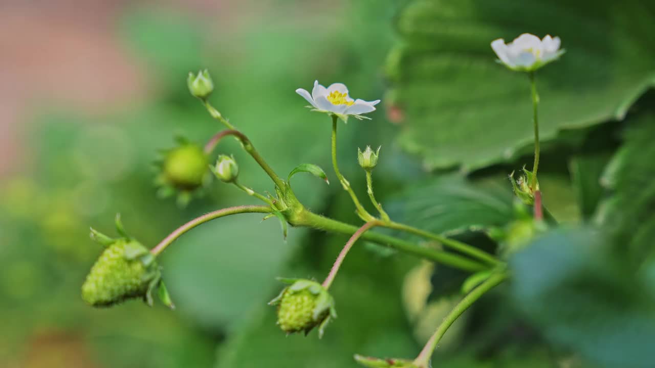 草莓种植大棚视频素材