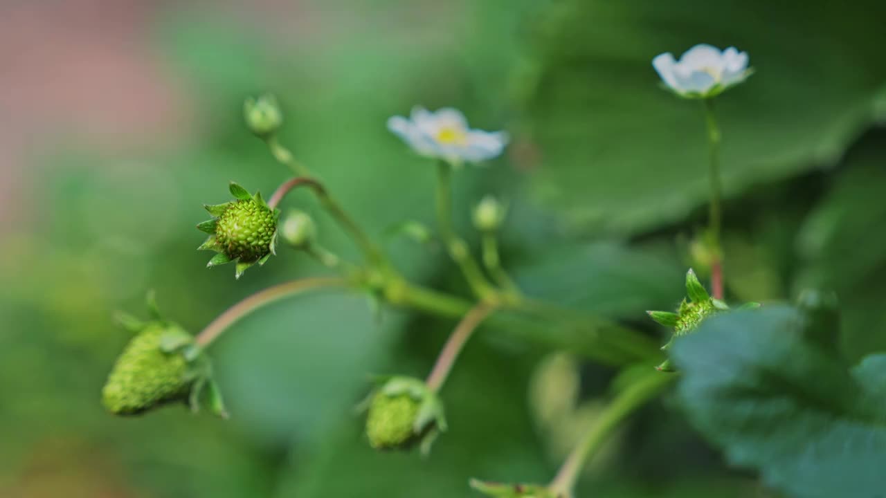 草莓种植大棚视频素材