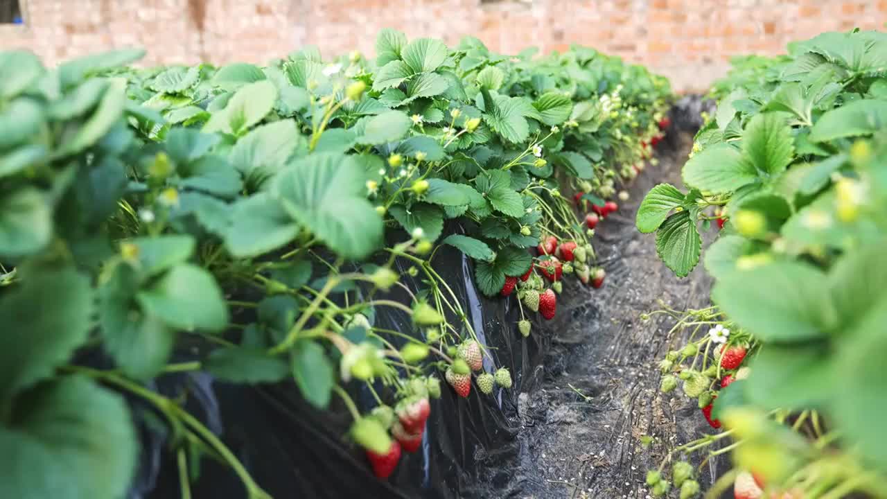 草莓种植大棚视频素材