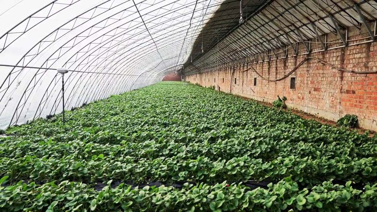 草莓种植大棚视频素材