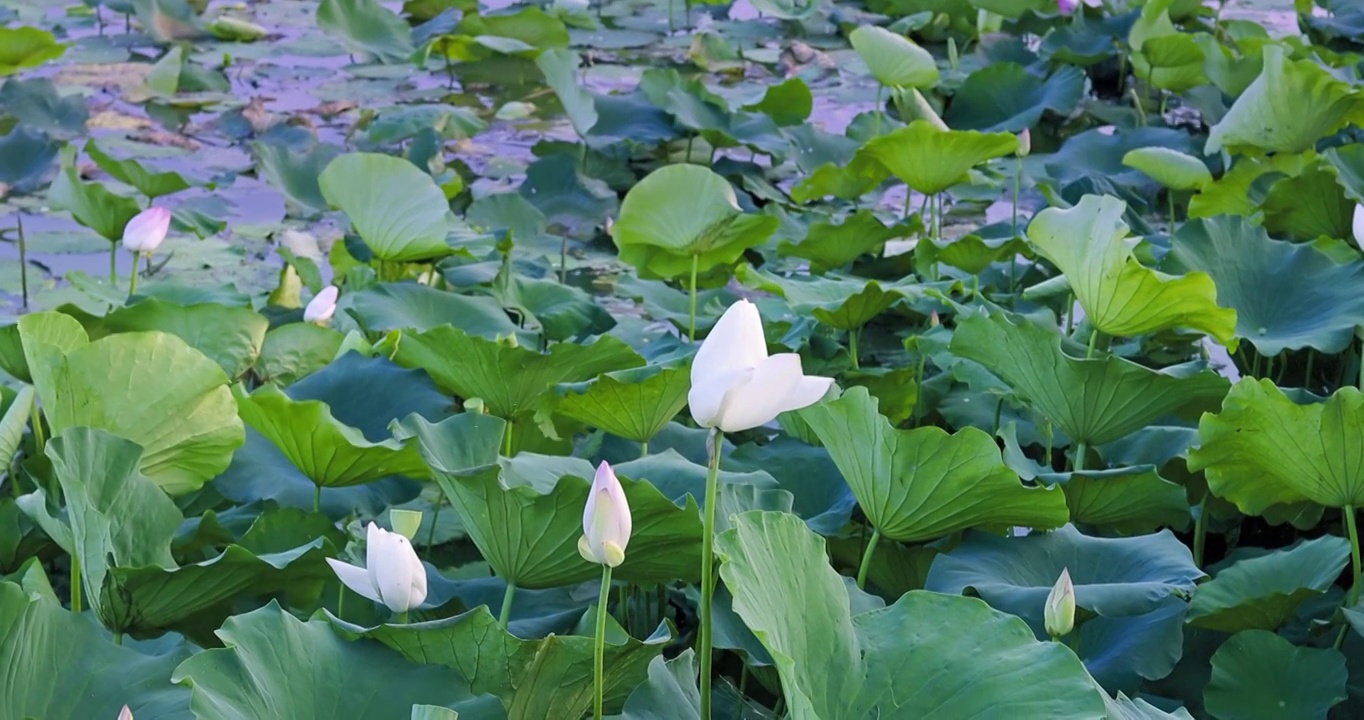 湖北荆门钟祥镜月湖荷花升格视频素材