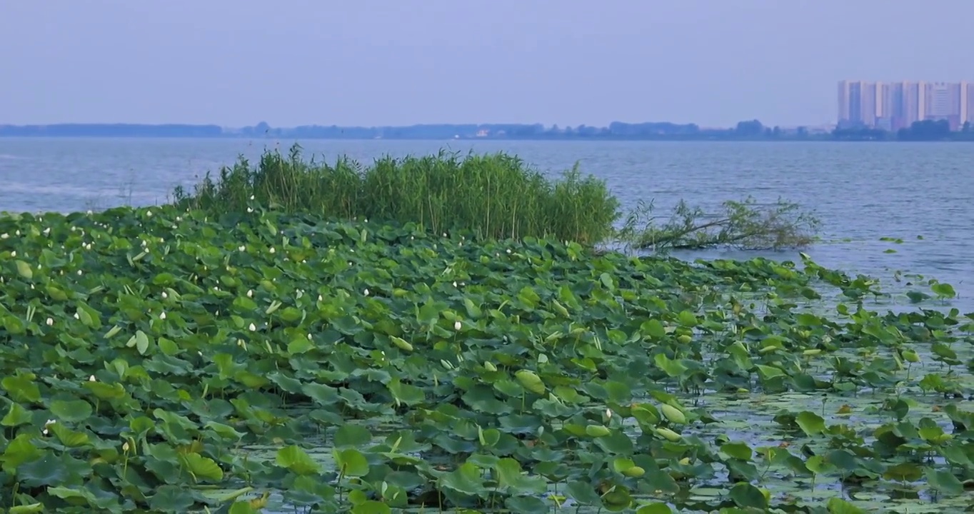 湖北荆门钟祥镜月湖荷花升格视频素材