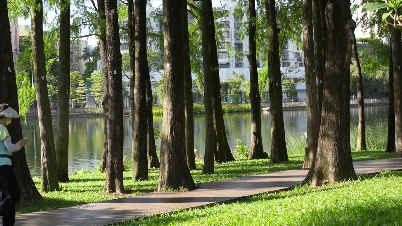 城市公园林荫小路视频素材