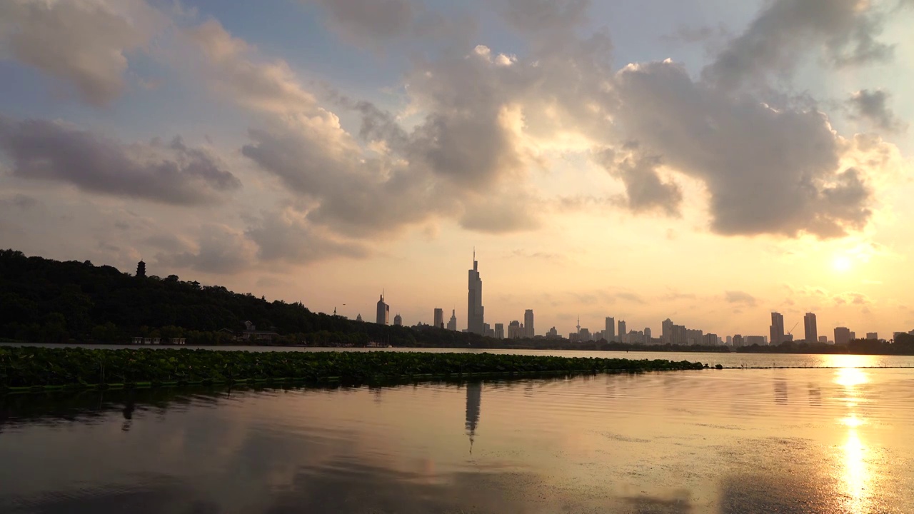 夏天夕阳下的南京玄武湖公园荷塘视频素材