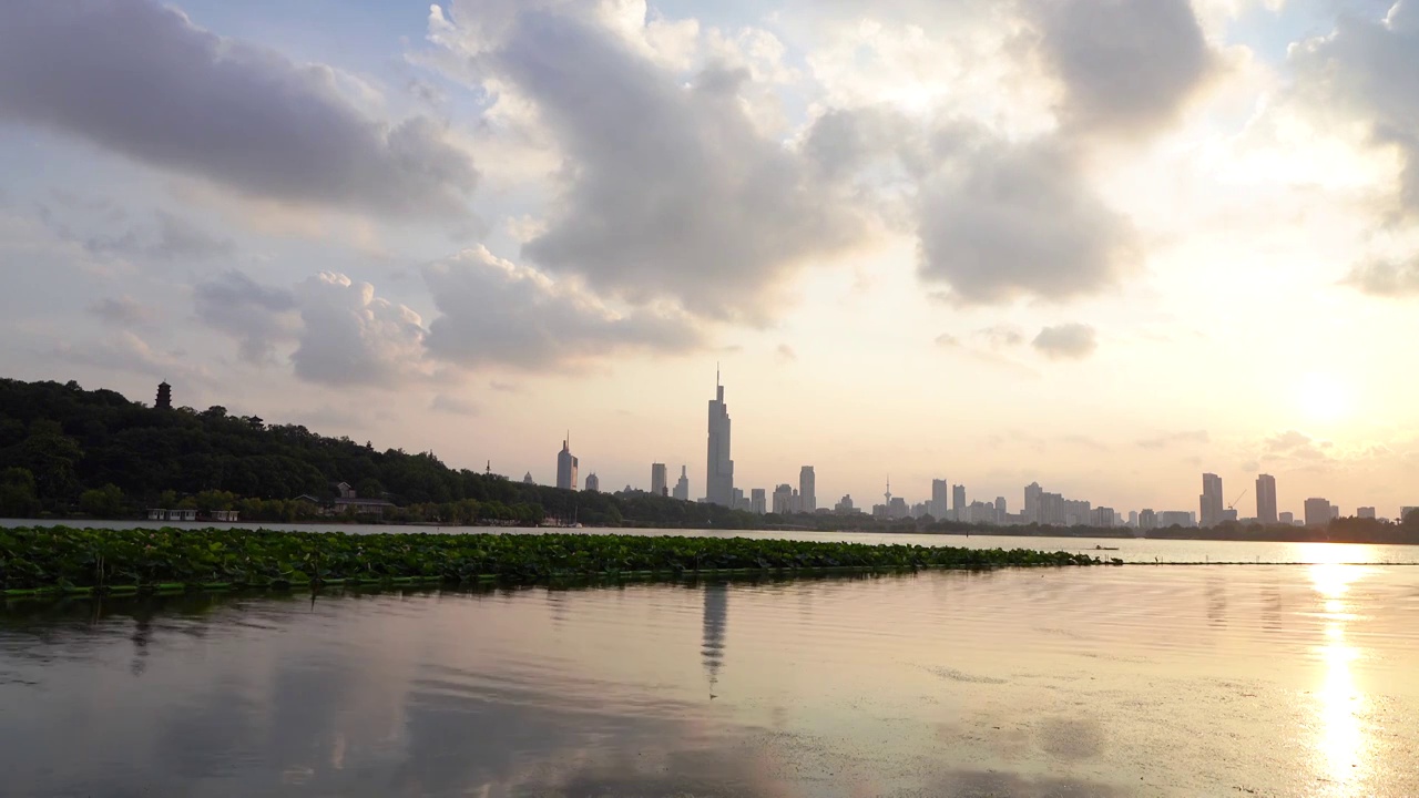 夏天夕阳下的南京玄武湖公园荷塘视频素材