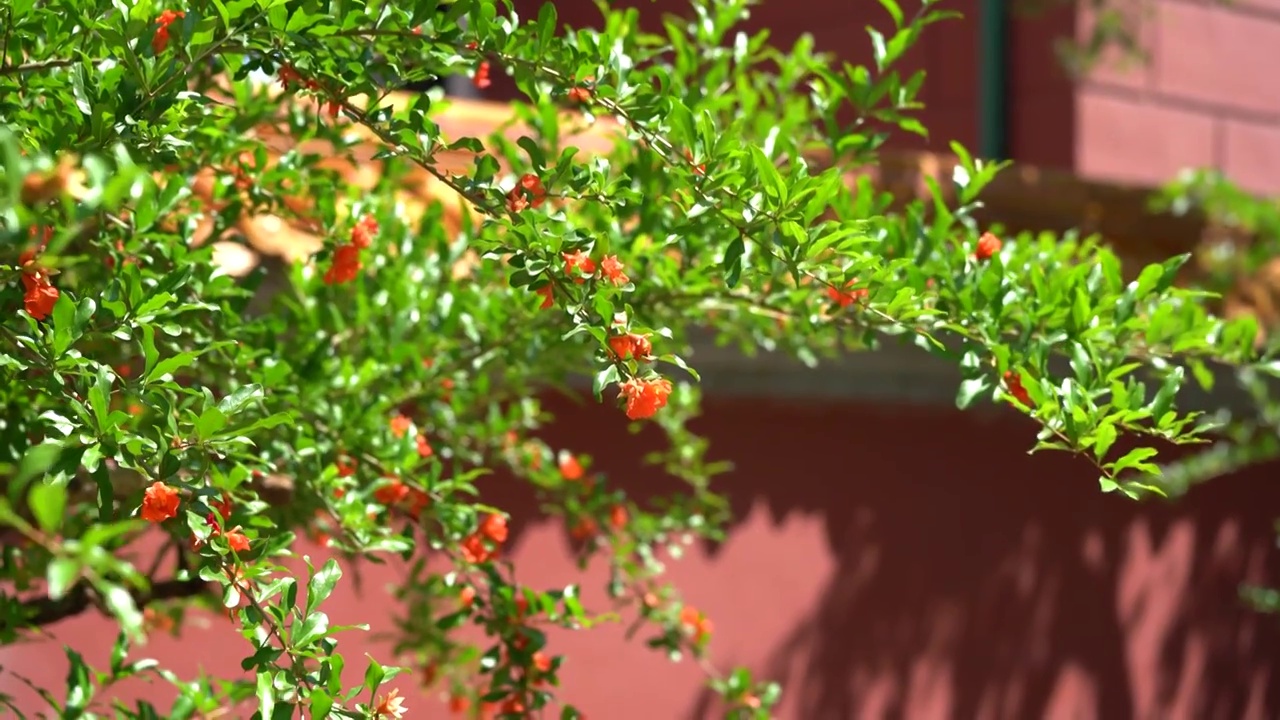 夏天故宫石榴花开随风轻舞视频素材