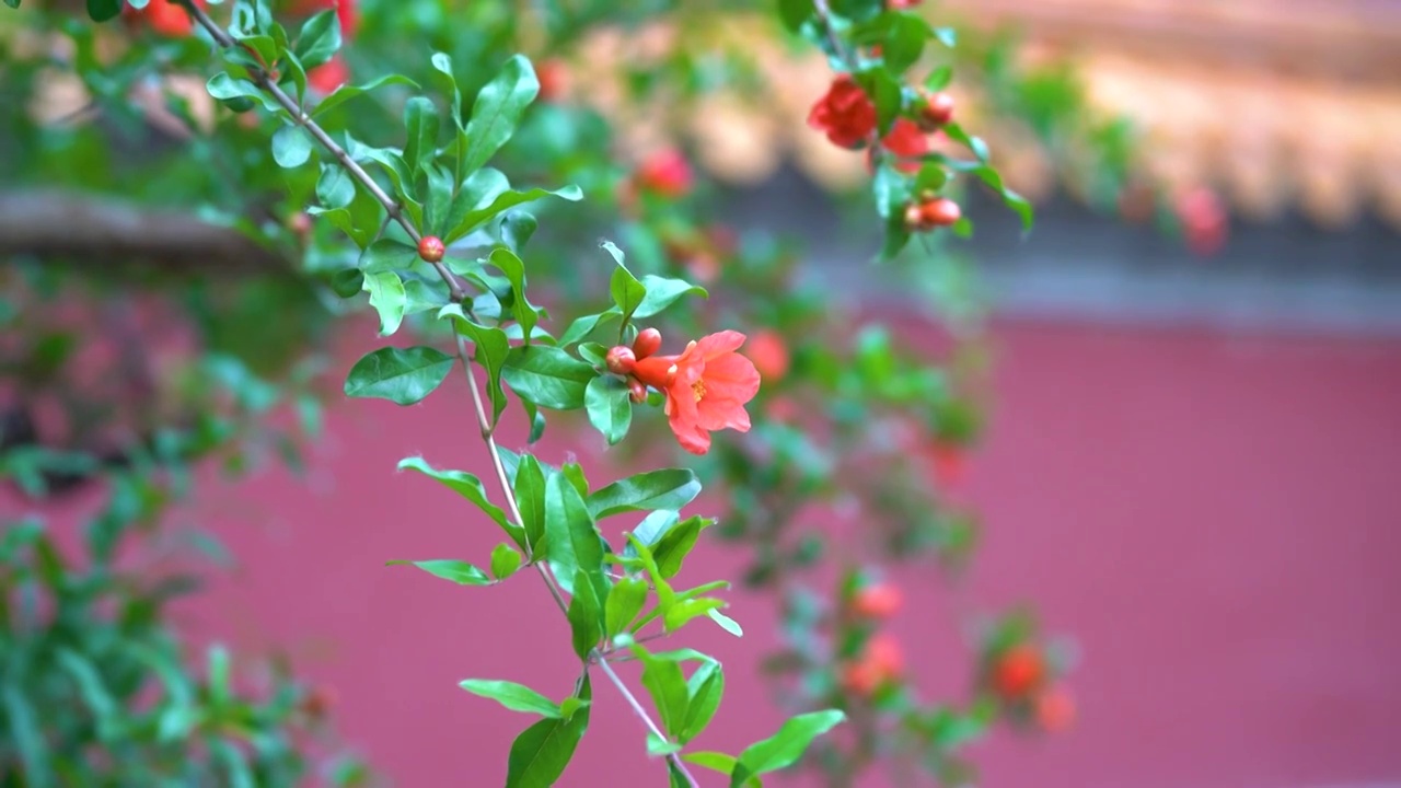 夏天故宫石榴花开随风轻舞视频素材