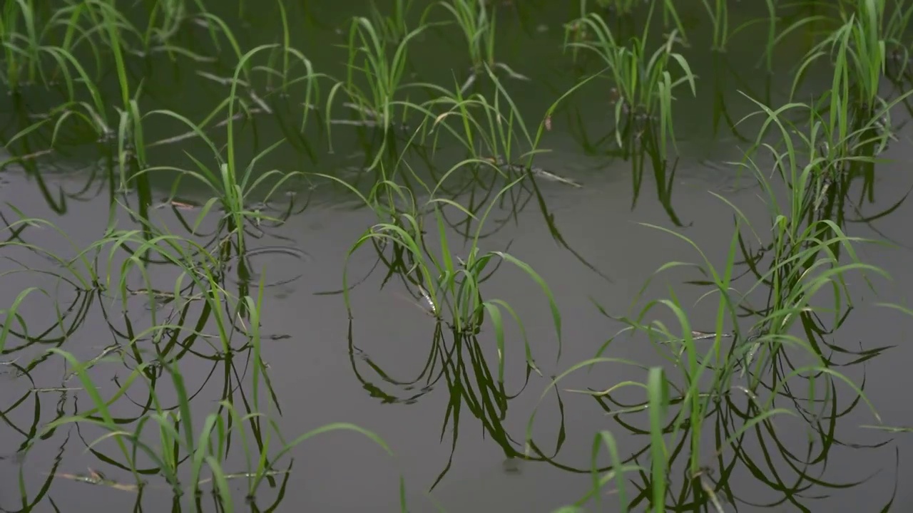 禾苗在细雨中茁壮成长视频素材