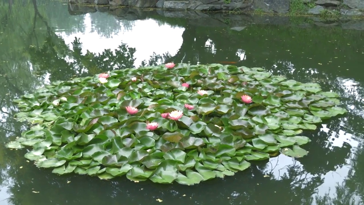 夏季北京池塘睡莲盛开视频素材