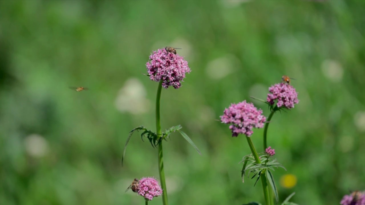 夏天阳光下山谷里盛开的野花和蜜蜂视频素材