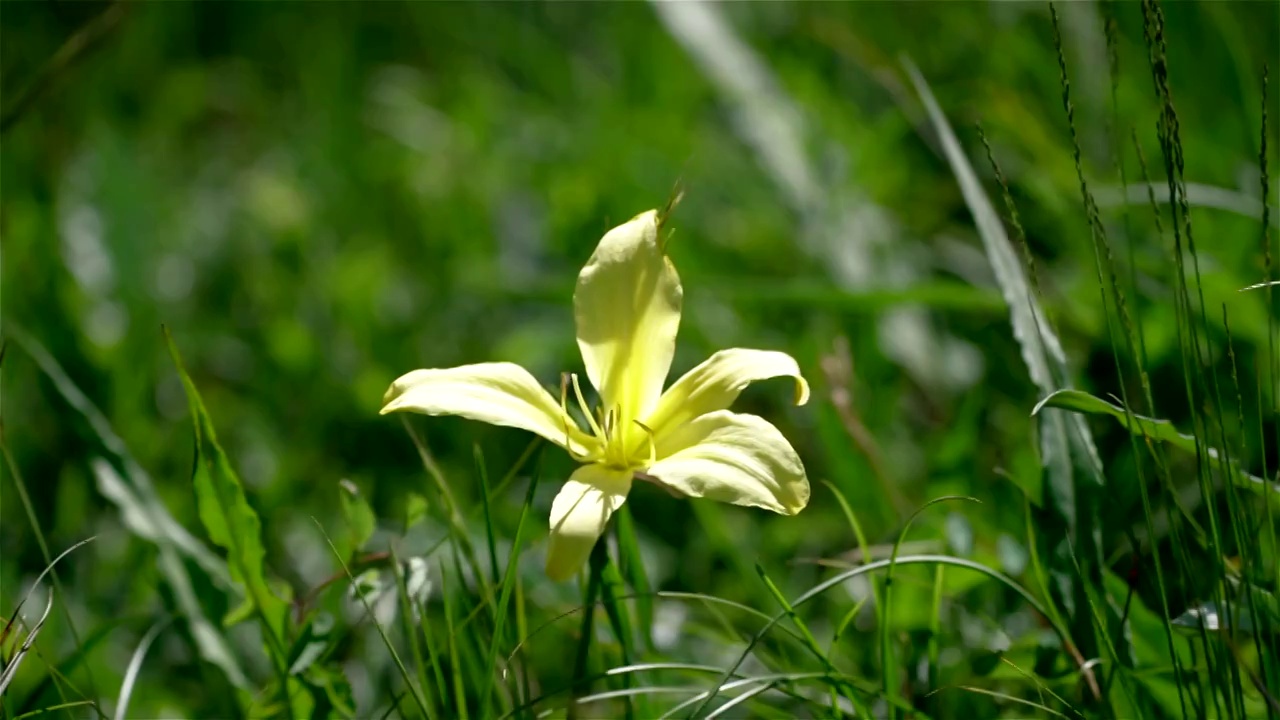 夏天阳光下山谷里盛开的野花和蜜蜂视频素材