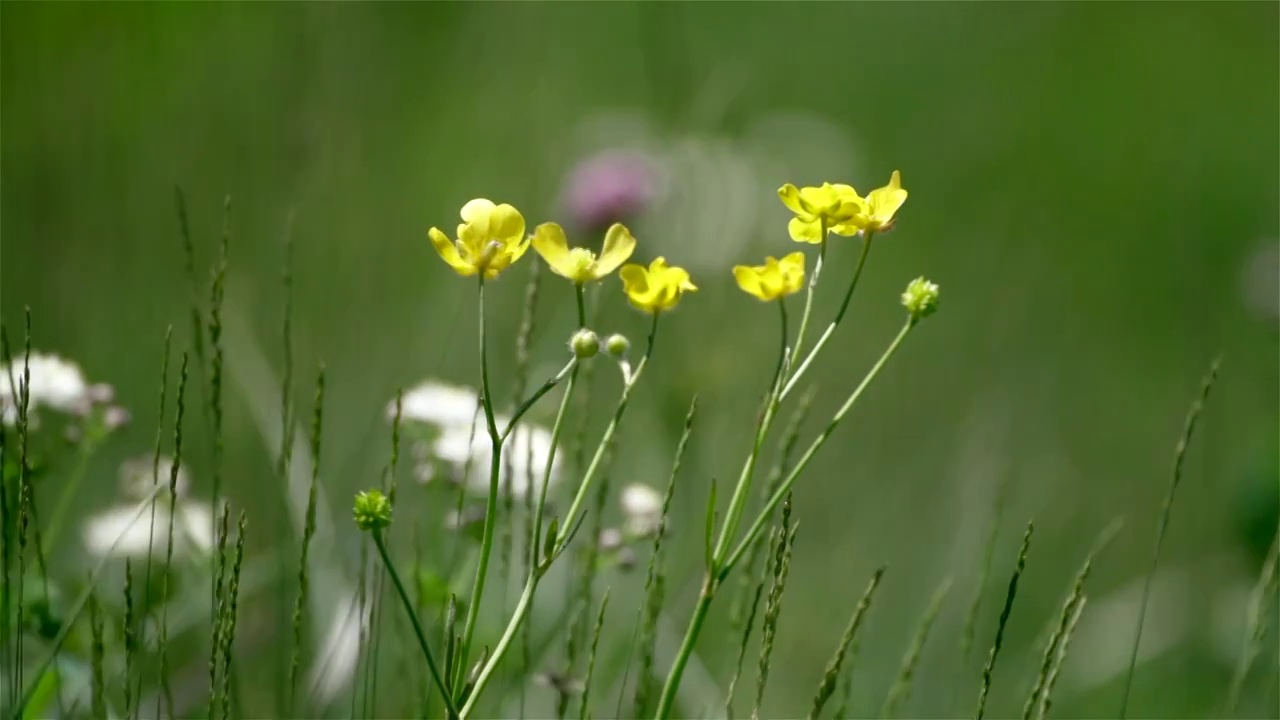 夏天阳光下山谷里盛开的野花和蜜蜂视频素材