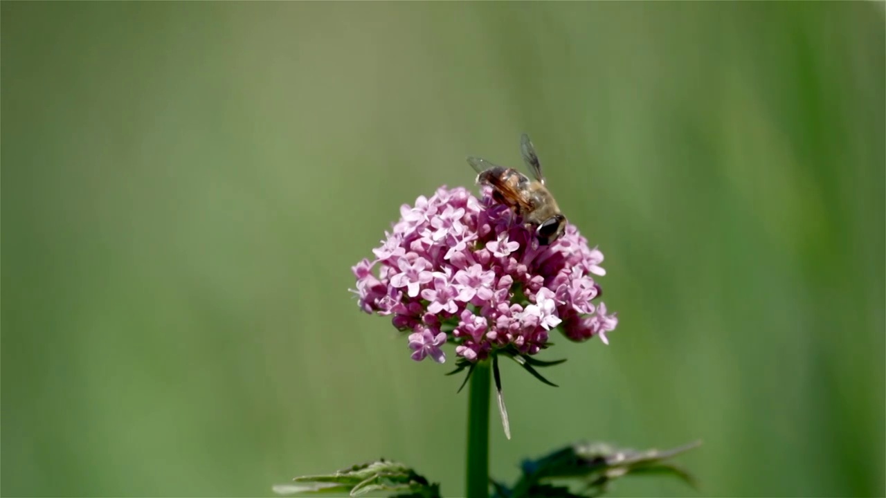 夏天阳光下山谷里盛开的野花和蜜蜂视频素材