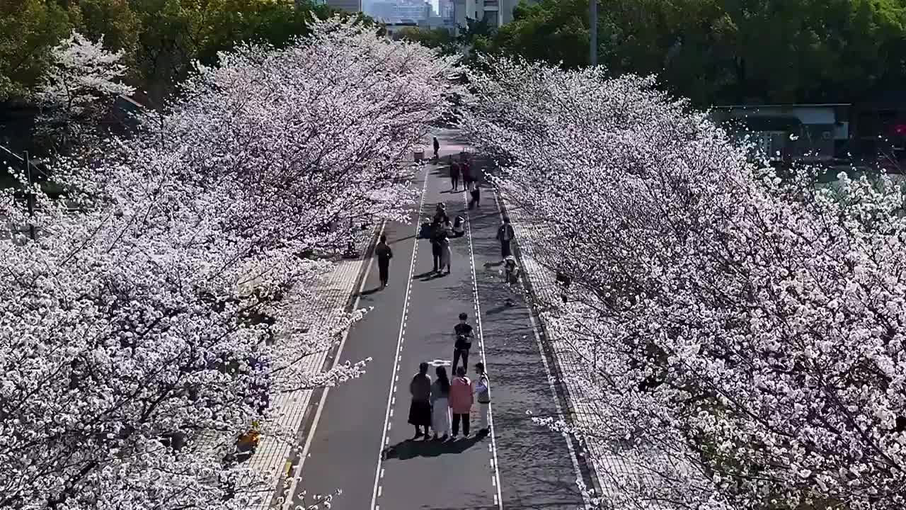 同济大学樱花视频素材