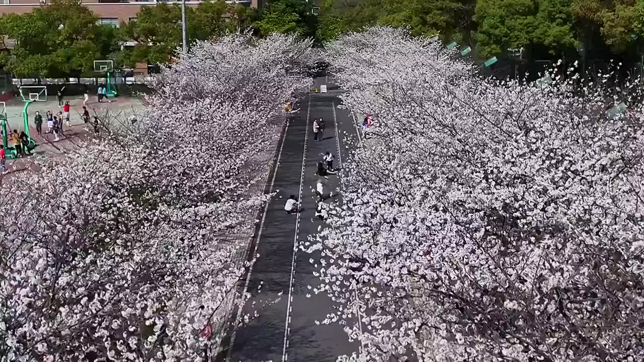 同济大学樱花视频素材