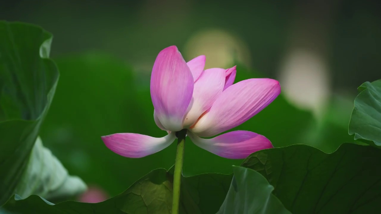 阳光下的荷花视频素材