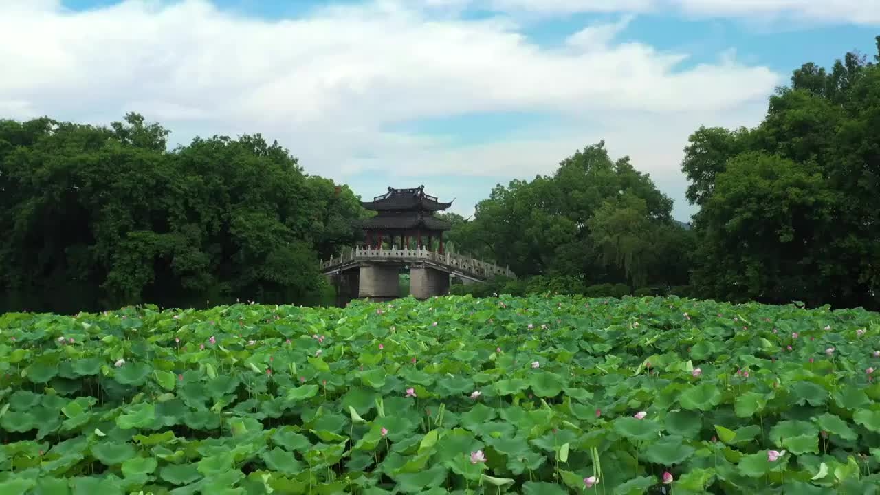 杭州西湖莲叶荷花视频素材