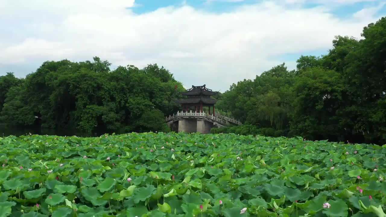 杭州西湖莲叶荷花视频素材