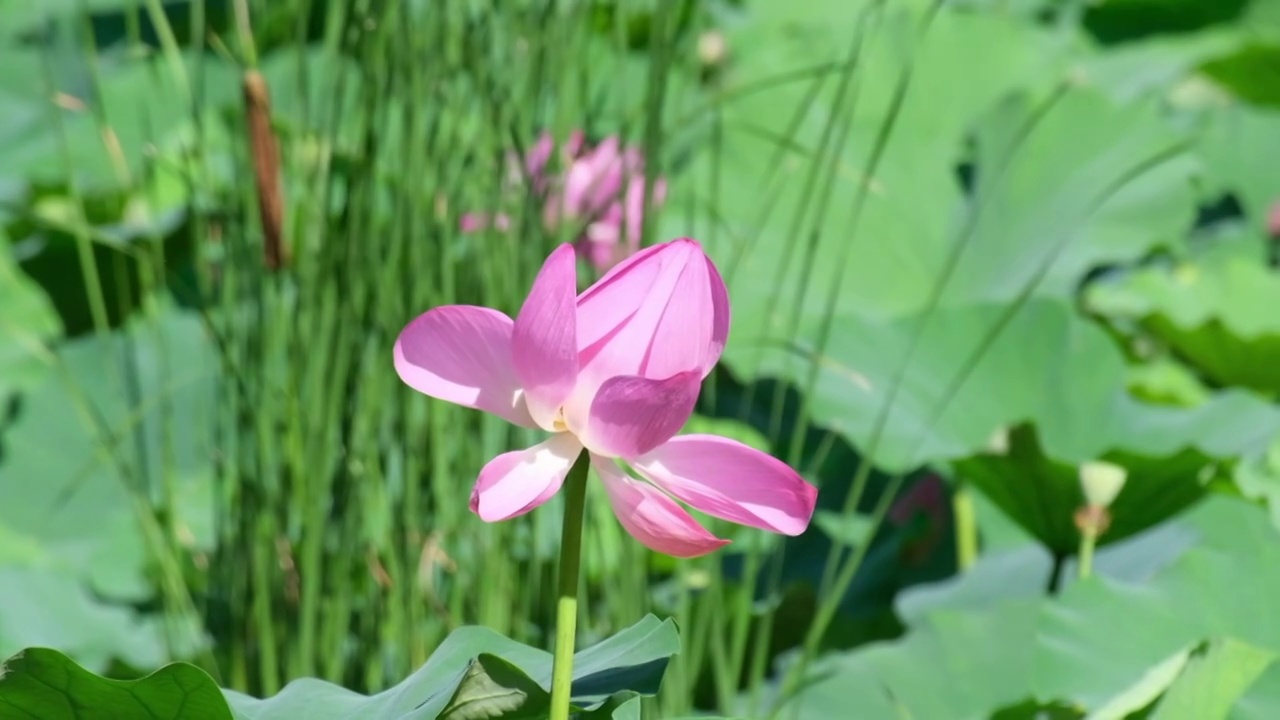 荷花视频素材