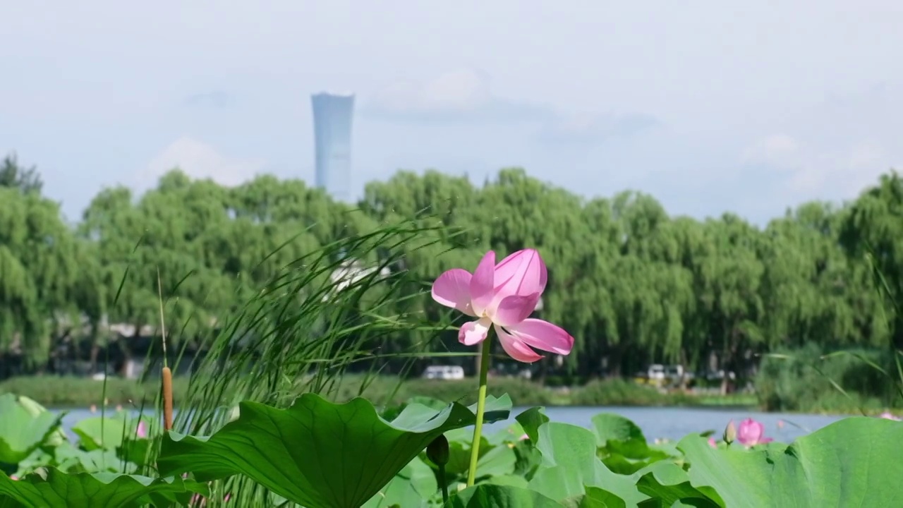 荷花视频素材