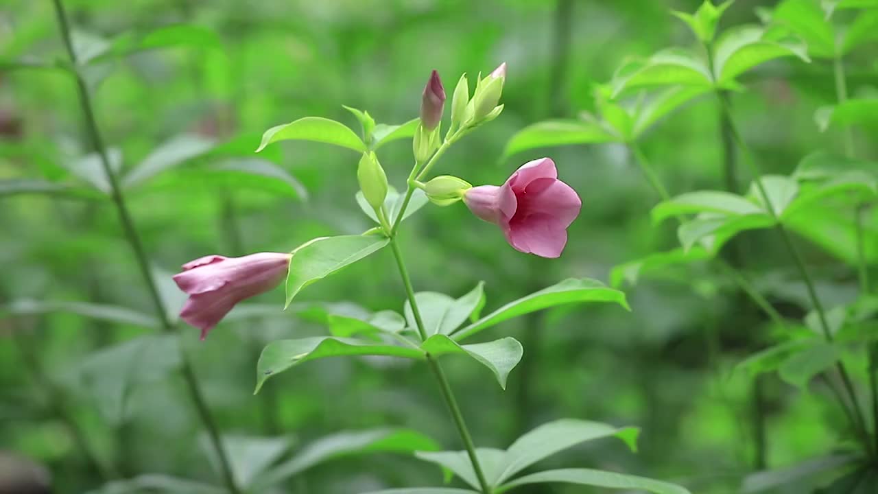 紫蝉花视频素材