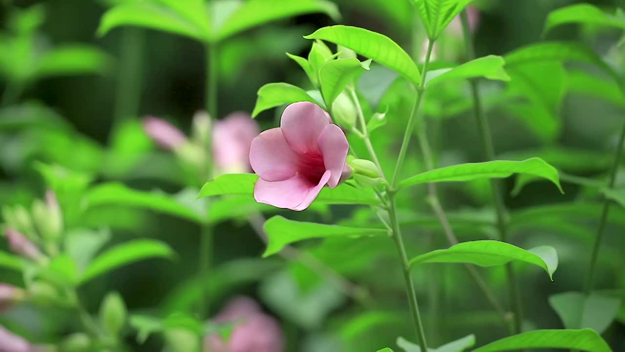 紫蝉花视频素材