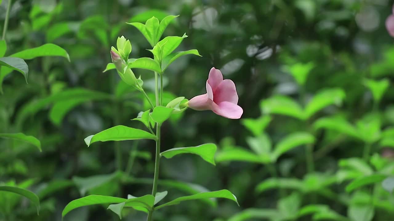 紫蝉花视频素材