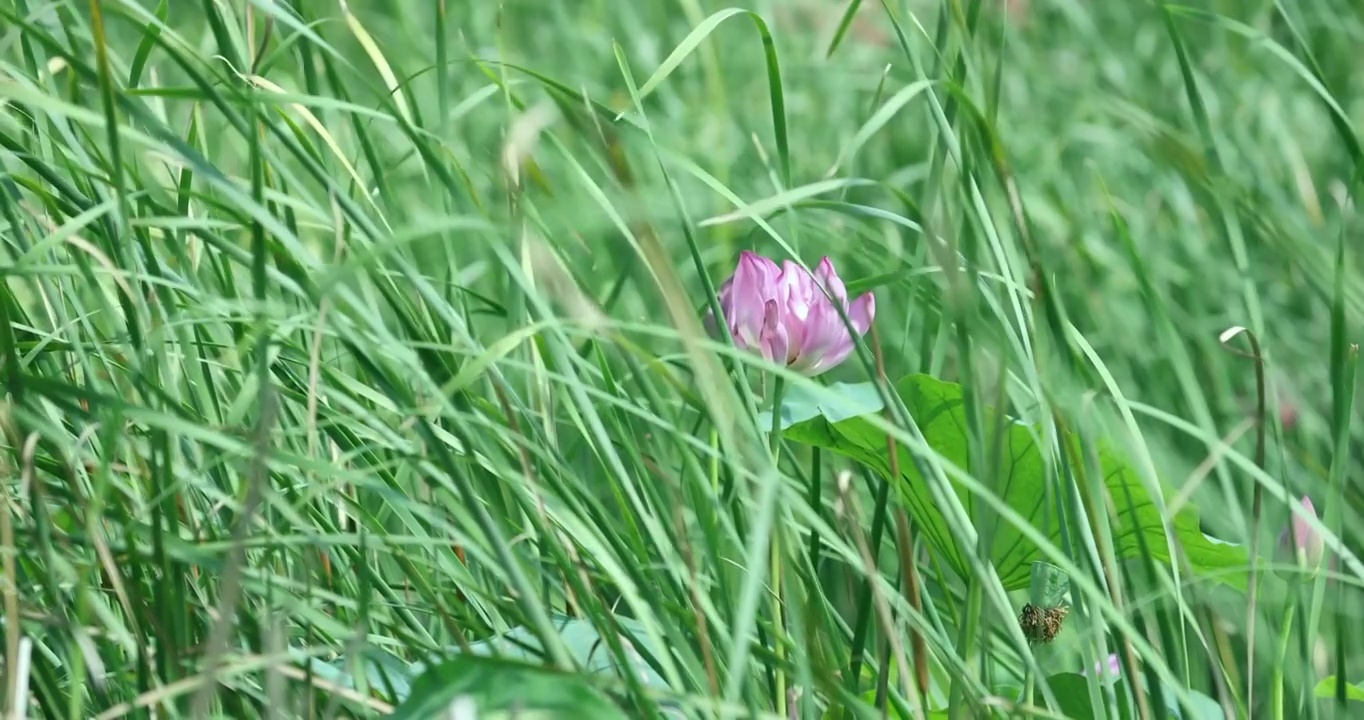 盛夏池塘里盛开的荷花视频素材