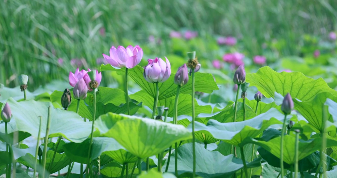 盛夏池塘里盛开的荷花视频素材