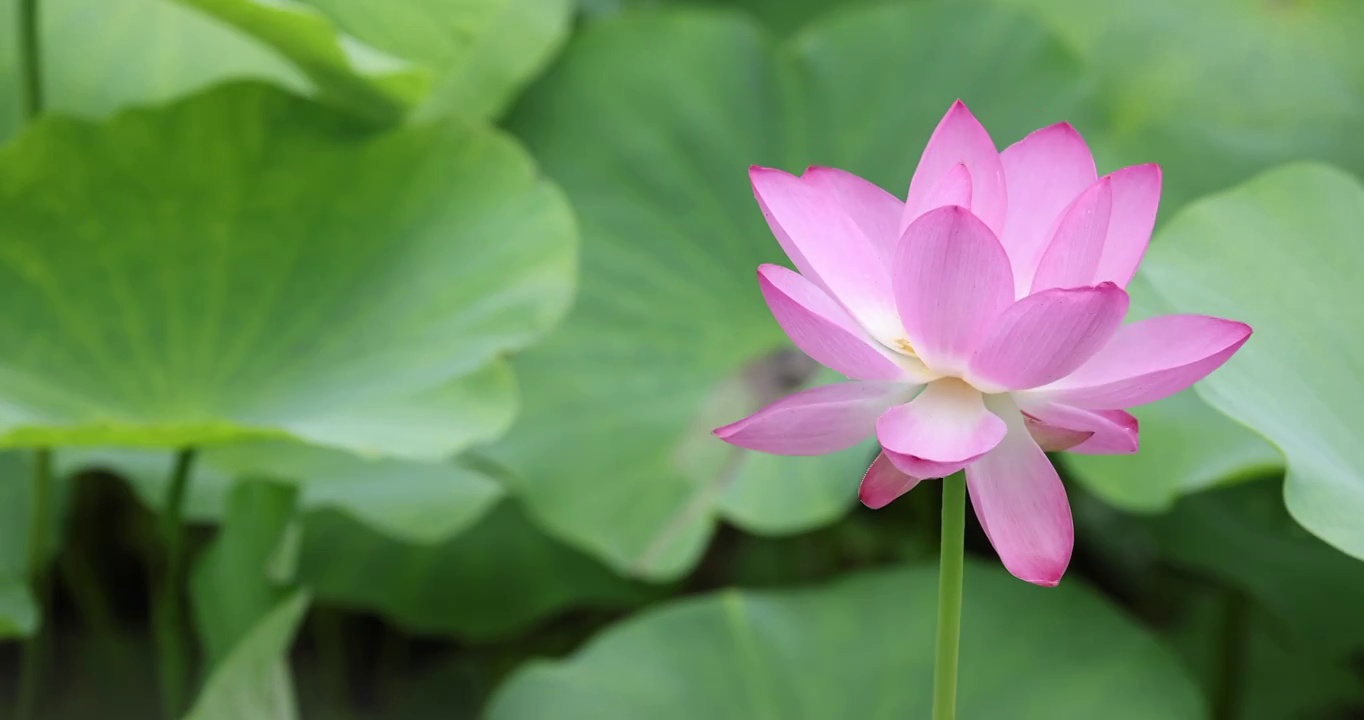 盛夏池塘里盛开的荷花视频素材