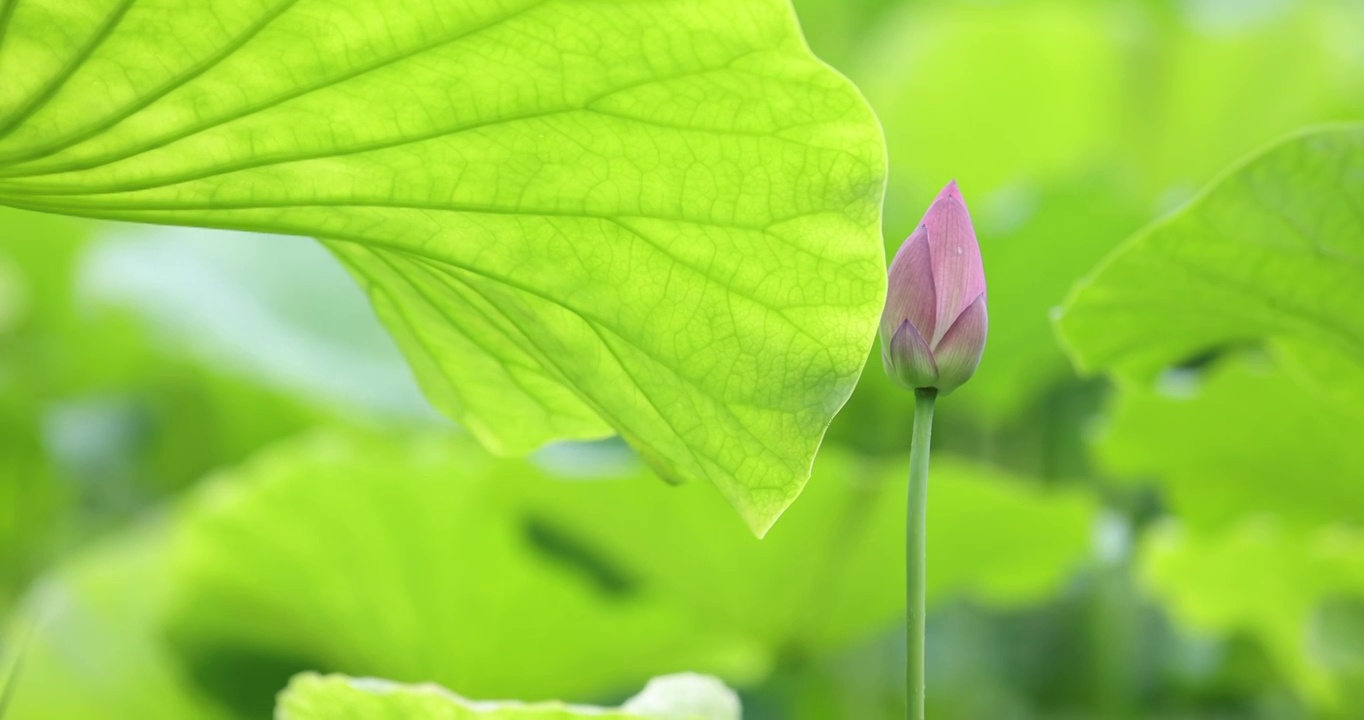 盛夏池塘里盛开的荷花视频素材