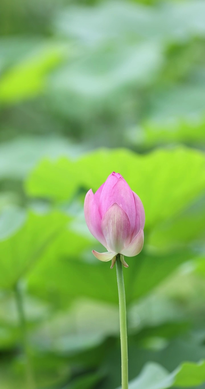 盛夏池塘里盛开的荷花视频素材