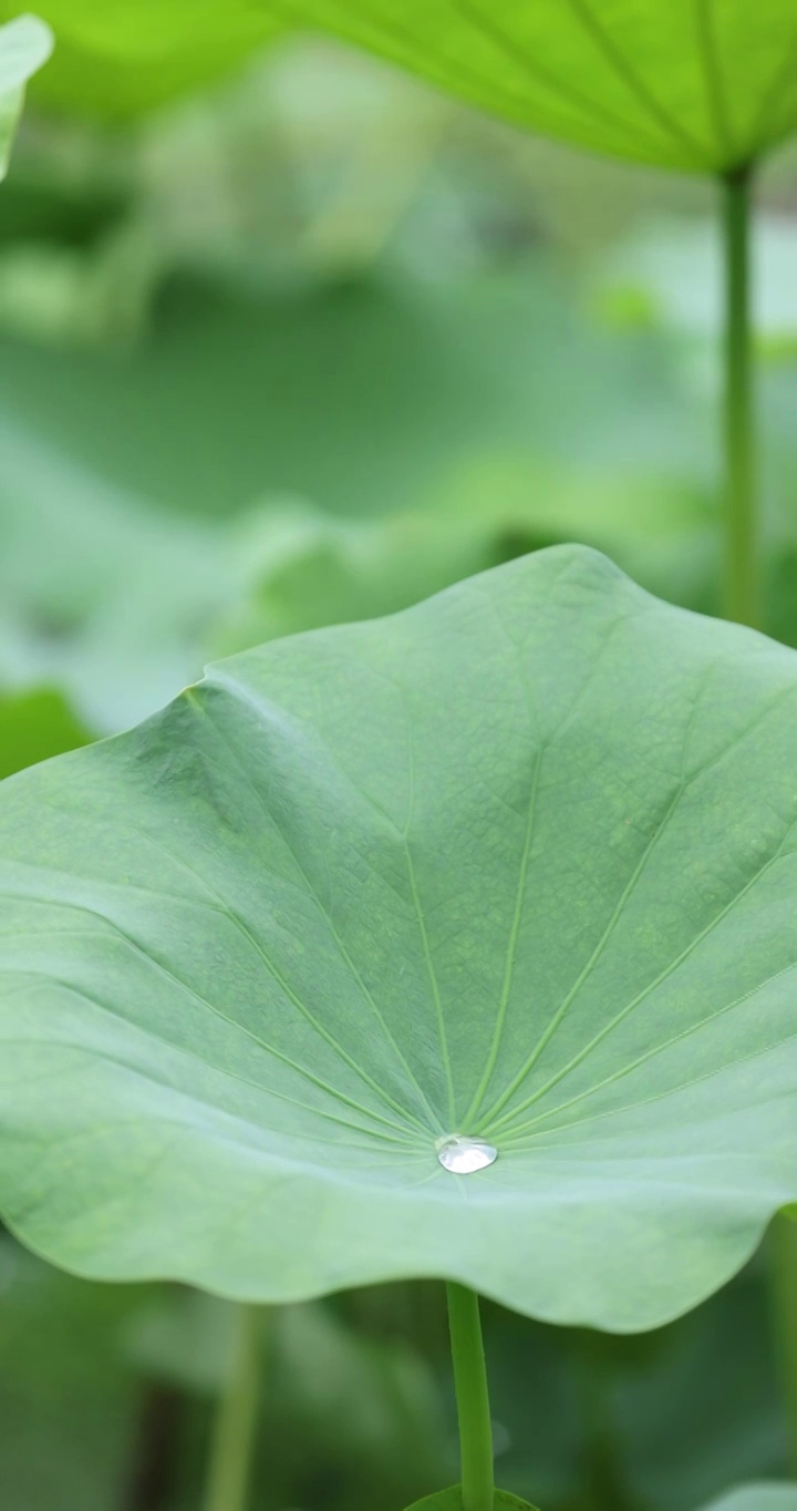 盛夏池塘里盛开的荷花视频素材