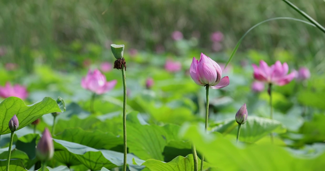 盛夏池塘里盛开的荷花视频素材