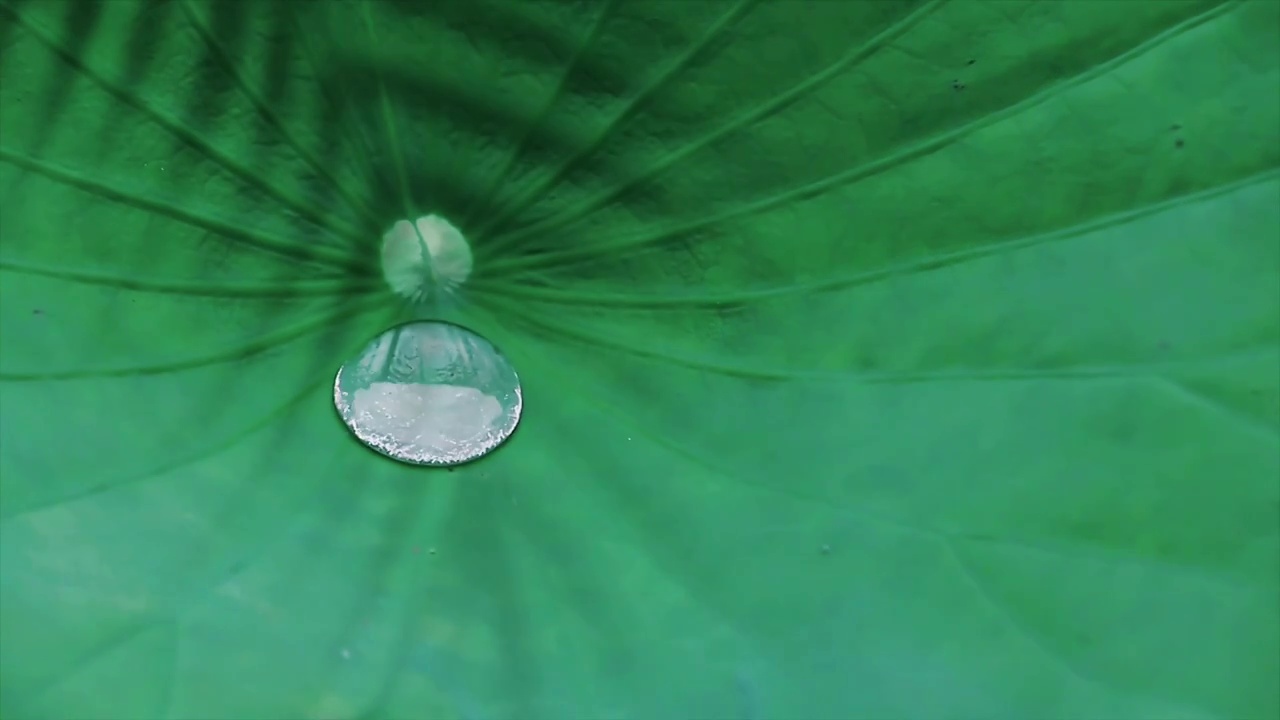 夏日绿色荷叶水珠露水雨后自然光线背景素材视频素材