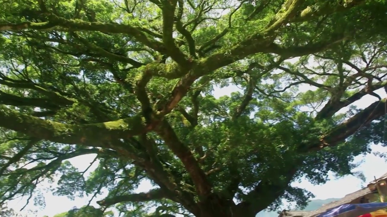 福建云水谣千年古榕树仰拍特写视频素材