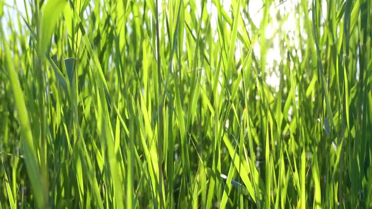 自然植物：奥森波光与湿地菖蒲水草视频素材