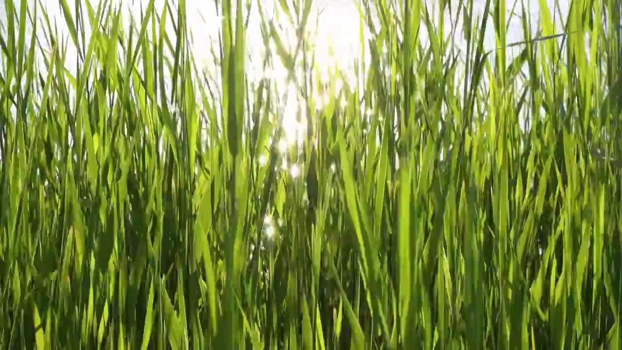 自然植物：奥森波光与湿地菖蒲水草视频素材