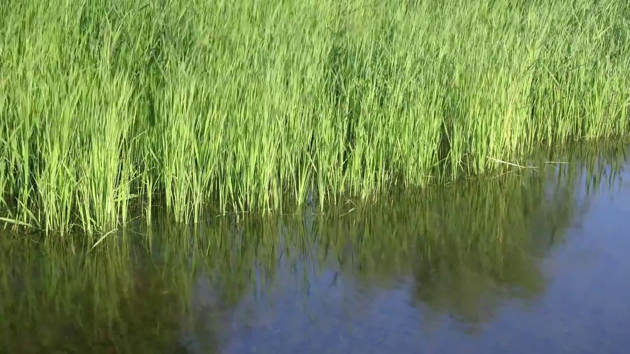 自然植物：奥森湿地菖蒲水草视频素材