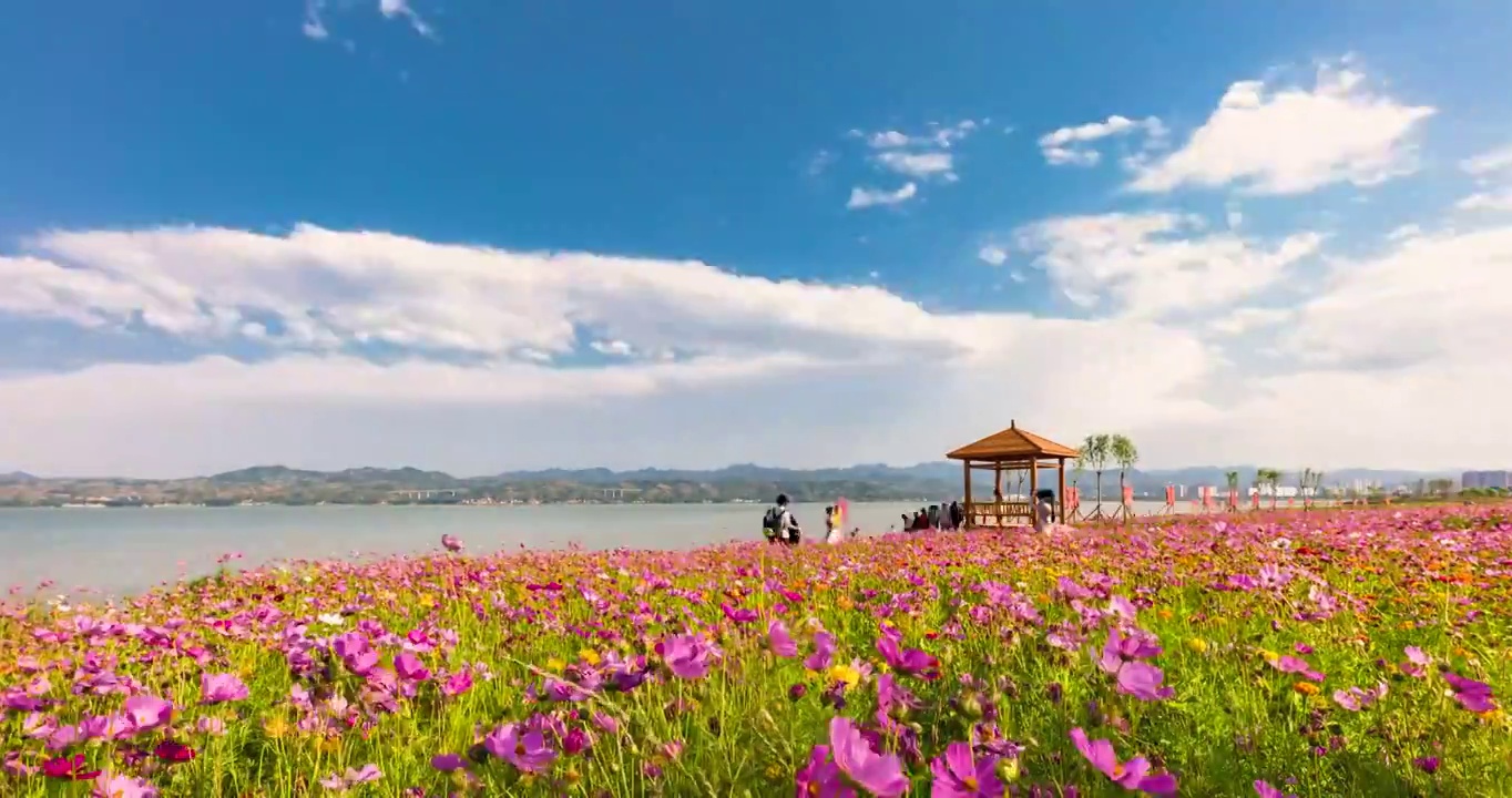 河南省洛阳市嵩县陆浑水库湖畔格桑花开夏日风光延时摄影视频素材