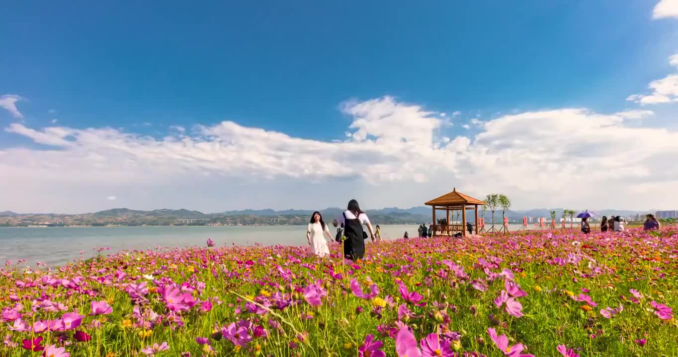 河南省洛阳市嵩县陆浑水库湖畔格桑花开夏日风光延时摄影视频素材