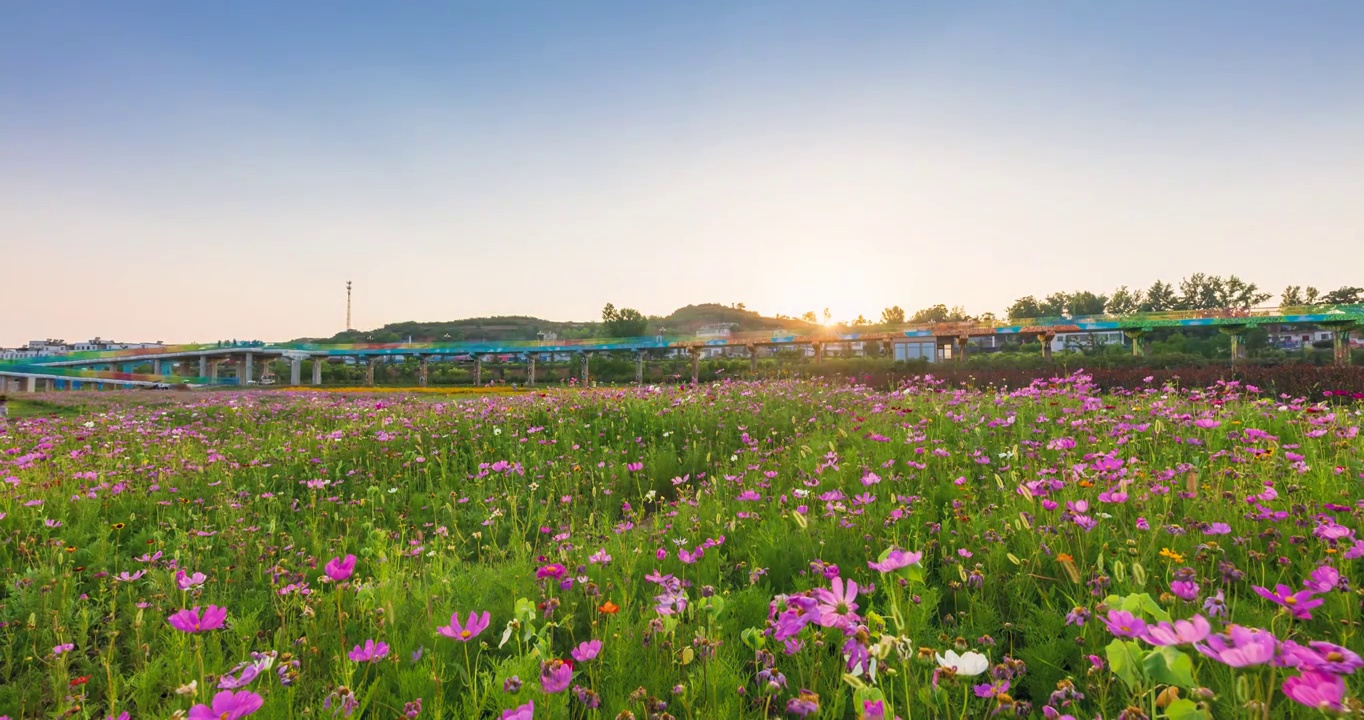 河南省洛阳市嵩县陆浑水库湖畔格桑花开夏日风光延时摄影视频素材