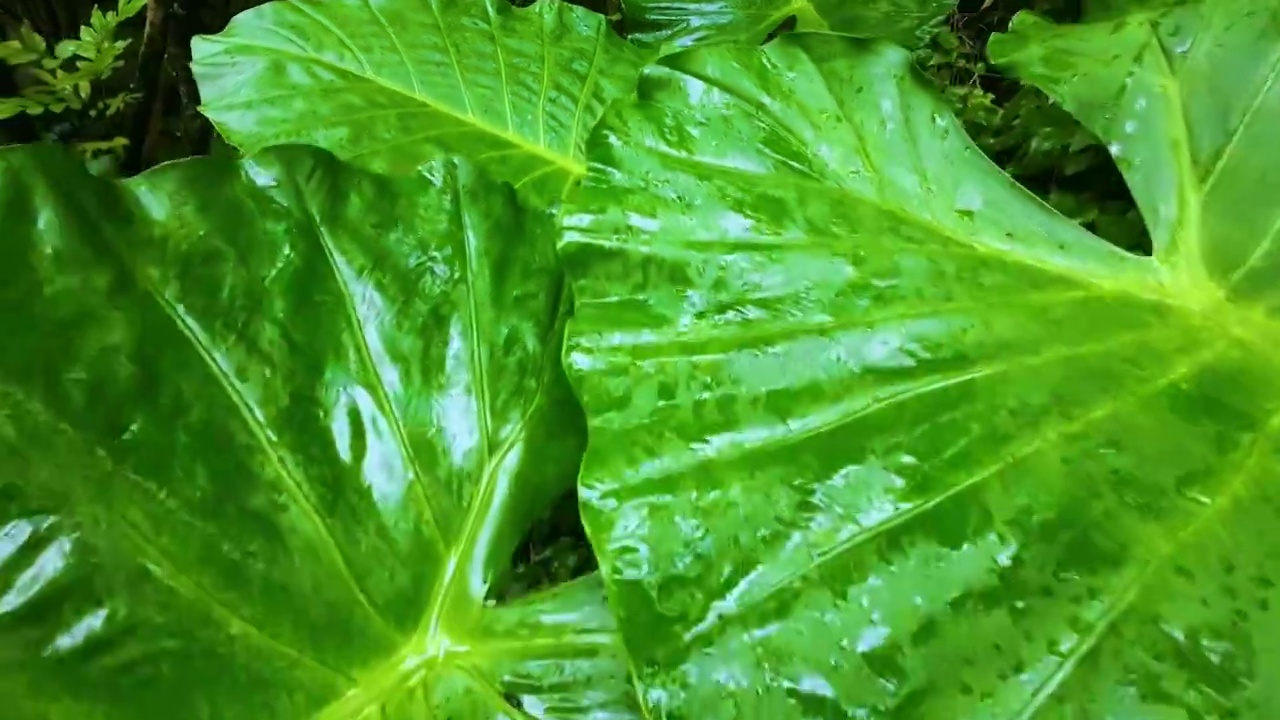 绿色植物背景夏天绿色荷叶光影特写视频素材