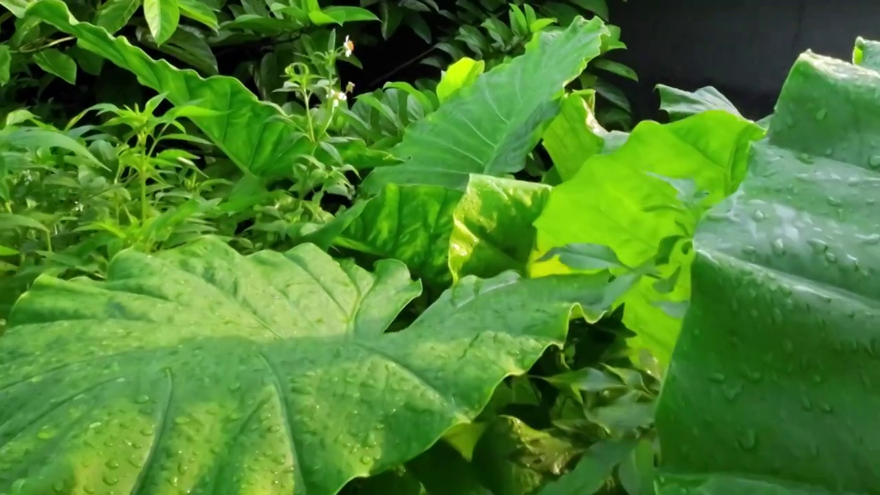 绿色植物背景夏天绿色荷叶光影特写视频素材