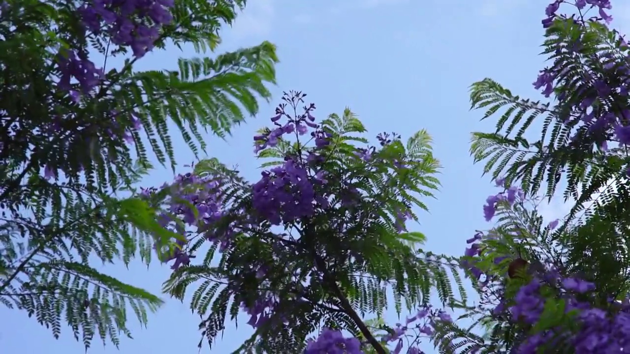 风中的蓝花楹视频素材