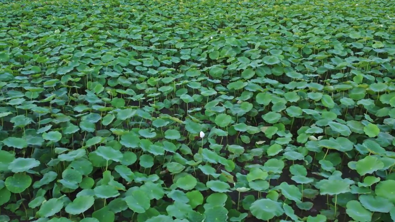 夏日荷花池荷叶圆圆视频素材