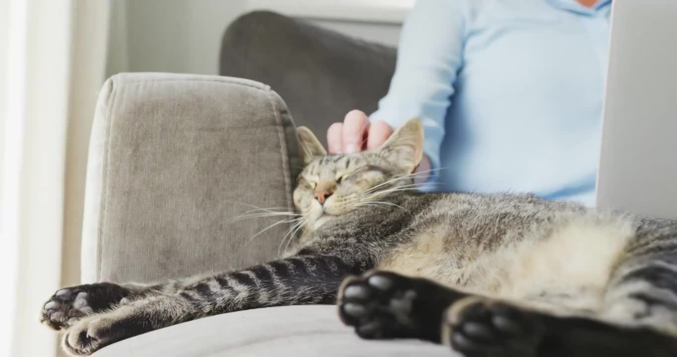 穿着蓝色衬衫的白人年长妇女，在客厅用笔记本电脑和猫视频素材