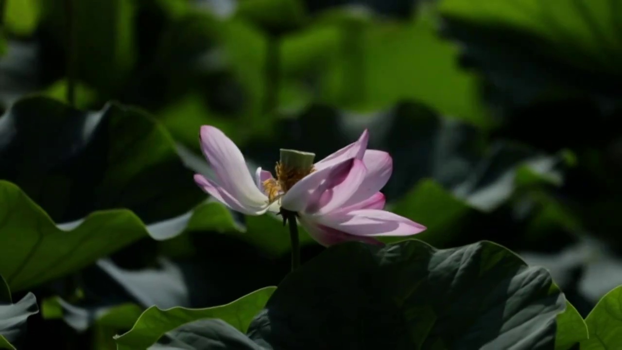 圆明园荷花视频素材